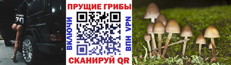 купить   Махачкала  Галлюциногенные грибы мухоморы 